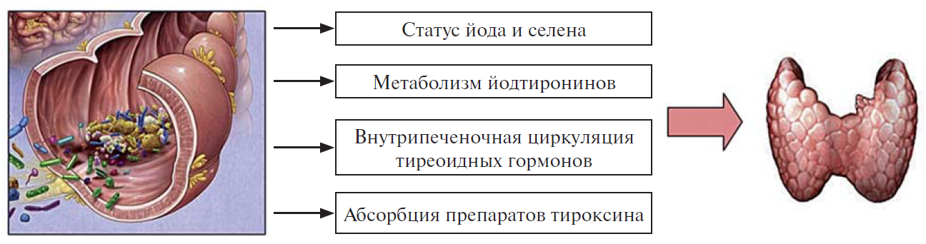 Заболевание щитовидной железы и микробиота. Тироксин обмен веществ. Тироксин влияние на животных. Какие железы вырабатывают тироксин