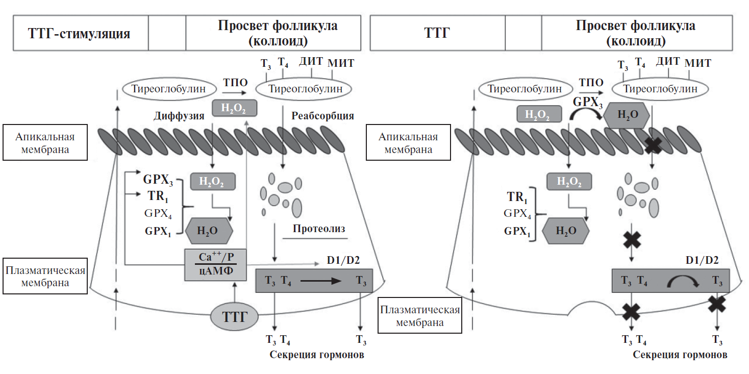 Схема синтеза тиреоидных гормонов